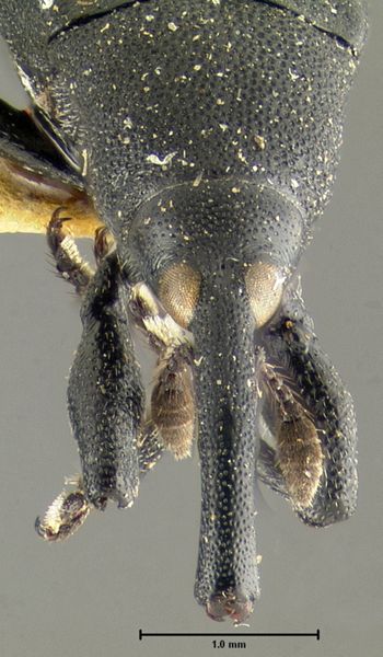 Media type: image;   Entomology 25153 Aspect: head frontal view